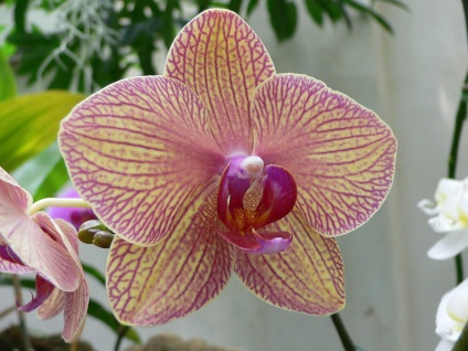 Mindenféle orchideák fényképét és a nevét Arhideya
