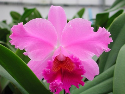 Mindenféle orchideák fényképét és a nevét Arhideya