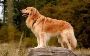 Hovawart - kutyafajta leírás, történelem, természet kölyök ellátás és az oktatás, a költségek