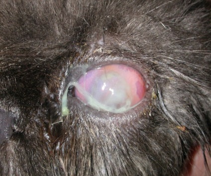 A szaruhártya fekélyek macskák - tünetek, kezelés, gyógyszerek, okai a legjobb barátok