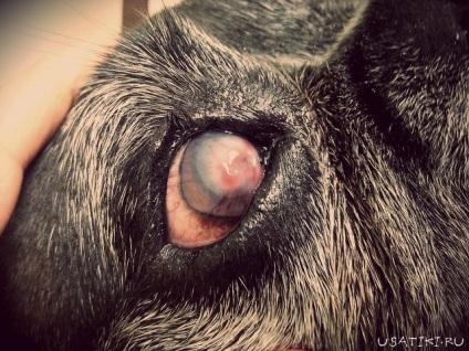 A szaruhártya fekélye kutyák és macskák a tünetek, kezelés, megelőzés