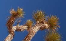 Yucca - otthoni gondozás átadása és a szaporodás, a betegség és a fajok (fotó)