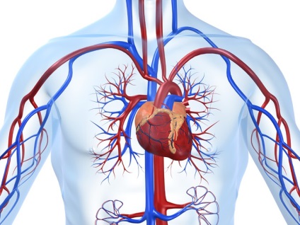 Szív megbetegedések, a szív-érrendszerre, megelőzése és kezelése