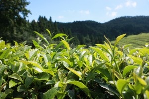 Zöld tea hajöblítő, maszkok és egyéb eszközök hajápoló otthon