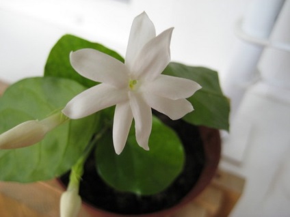 Jasmine szoba (szobanövények) Jasmine szoba