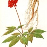 Ginseng - egy fotó és leírás gyógynövények őseink, a gyógyító tulajdonságait, ellenjavallatok