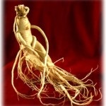 Ginseng - egy fotó és leírás gyógynövények őseink, a gyógyító tulajdonságait, ellenjavallatok