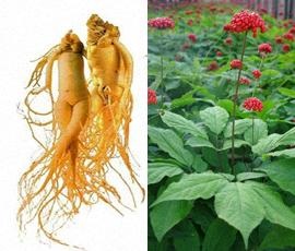 Ginseng fotó, tinktúra ginzeng gyökér, használata, kezelése