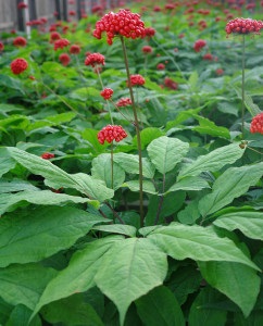 Ginseng és a gyógyszer tulajdonságait (ginseng) Ginseng és a gyógyszer tulajdonságait