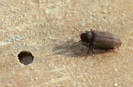 Beetle daráló a házban, hogy megszabaduljon a ház, lakás, megelőzés (lakás) Beetle daráló a házban, hogy megszabaduljon a ház, lakás, megelőzés