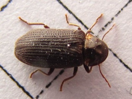 Beetle daráló a házban, hogy megszabaduljon a ház, lakás, megelőzés (megszabadulni) Beetle daráló a házban, hogy megszabaduljon a ház, lakás, megelőzés
