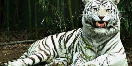 Állat - fehér tigris