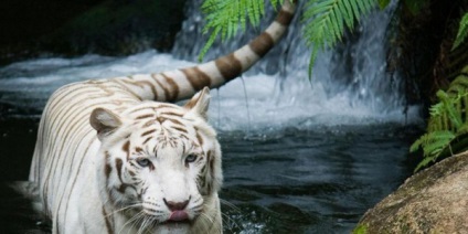 Állat - fehér tigris