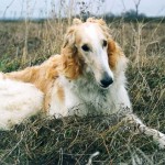 25 érdekes tény a faj - a portál kutyatulajdonosok és a kutya szerelmeseinek