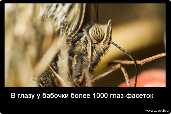 78 érdekes tény a pillangók fotók, érdekes tényeket pillangó képek, fényképek tények