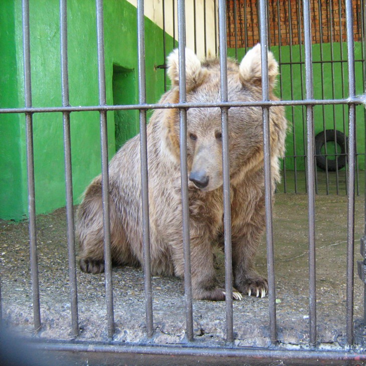 8 medve faj legbizarrabb - faktrum (medve) 8 medve faj legbizarrabb - faktrum