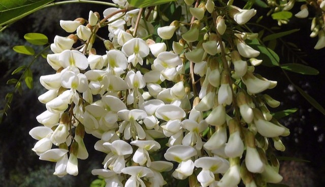 Acacia ellátás az otthoni és tenyésztés (akác) Acacia ellátás az otthoni és a tenyésztés