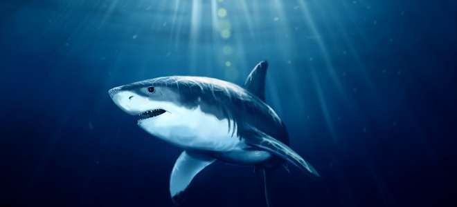 Shark olaj - előnyei és hátrányai