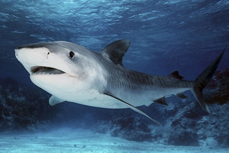 Shark olaj kapszula Használati és visszajelzést az eredményeket