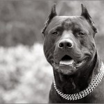 American Pit Bull Terrier vagy pitbull fajta kutya egy erős karakter, fotó és videó