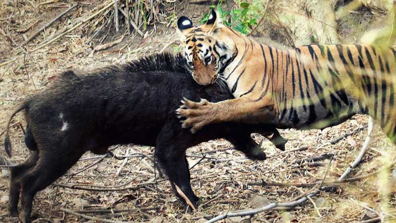 Az Amur (Ussuri) tigris, vörös könyv (Ussuri tartalék) Az Amur (Ussuri) tigris, piros könyv
