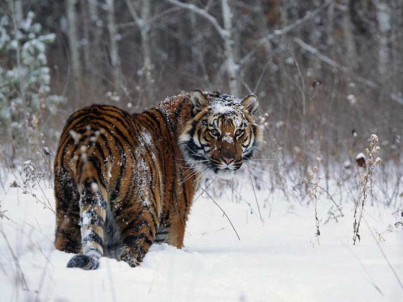 Az Amur (Ussuri) tigris, piros könyv