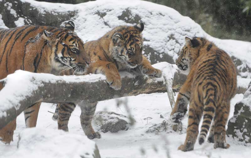 Az Amur (Ussuri) tigris, vörös könyv (Amur) Az Amur (Ussuri) tigris, piros könyv
