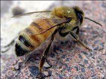 Apitherapy méh segít a visszerek