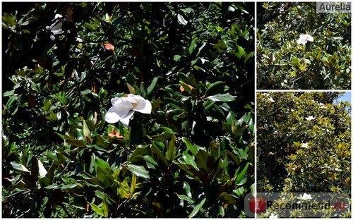 Aromás olaj alapvető aromatologia Magnolia - „- a föld magnóliák tenger moraja
