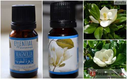 Aromás olaj alapvető aromatologia Magnolia - „- a föld magnóliák tenger moraja (aromás) Aromás olaj alapvető aromatologia Magnolia - „- a föld magnóliák tenger moraja