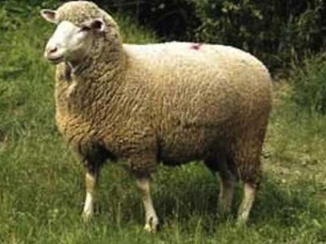 Lamb Shank