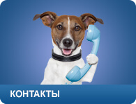 Ingyenes állatorvosi klinika Moszkvában!