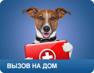Ingyenes állatorvosi klinika Moszkvában! (Ingyenes belépés ingyenes) Ingyenes állatorvosi klinika Moszkvában!