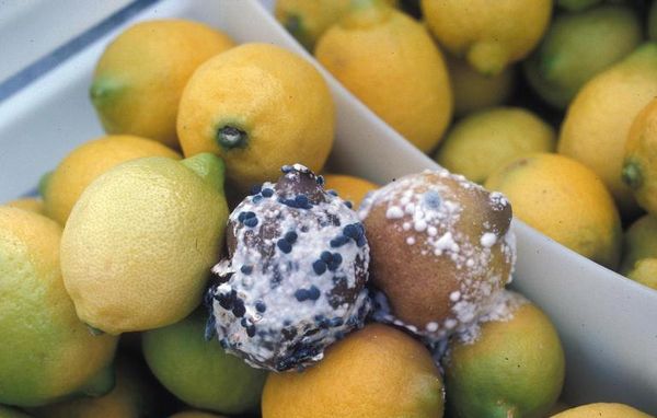 Betegségek citrom okai és kezelése a hazai citrus (növényi növekedés lassul) Betegségek citrom okai és kezelése a hazai citrus