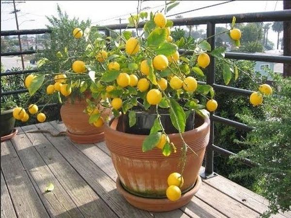 Betegségek citrom okai és kezelése a hazai citrus (citrom) Betegségek citrom okai és kezelése a hazai citrus