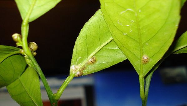 Betegségek citrom okai és kezelése a hazai citrusfélék (betegség) Betegségek citrom okai és kezelése a hazai citrus