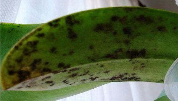 Betegségek citrom okai és kezelése a hazai citrusfélék (ok) Betegségek citrom okai és kezelése a hazai citrus