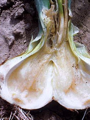 Szürkepenész kórkép és kezelés Botrytis (szürke) Szürkepenész betegség képet és kezelésére botritisz