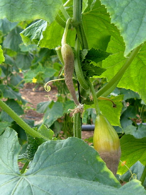 Szürkepenész betegség képet és kezelésére botrytis (rot) Szürkepenész betegség képet és kezelésére botritisz