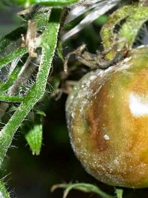 Szürkepenész kórkép és kezelés Botrytis (szürke) Szürkepenész betegség képet és kezelésére botritisz