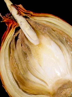 Szürkepenész betegség képet és kezelésére botrytis (rot) Szürkepenész betegség képet és kezelésére botritisz