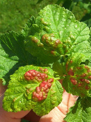 Szürkepenész kórkép és kezelés Botrytis (szürke) Szürkepenész betegség képet és kezelésére botritisz