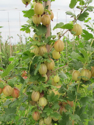 Szürkepenész kórkép és kezelés Botrytis (szürke) Szürkepenész betegség képet és kezelésére botritisz
