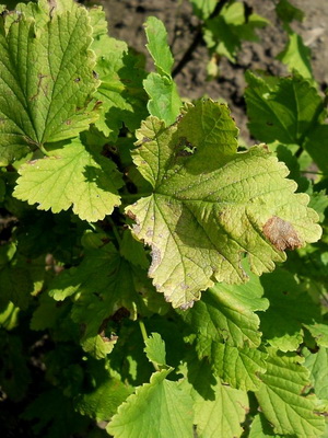 Szürkepenész kórkép és kezelés Botrytis (szürke) Szürkepenész betegség képet és kezelésére botritisz