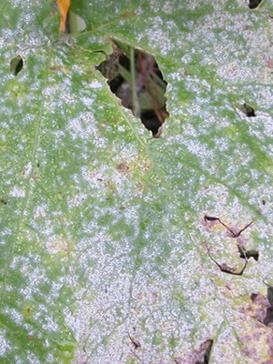 Szürkepenész betegség képet és kezelésére botrytis (rot) Szürkepenész betegség képet és kezelésére botritisz