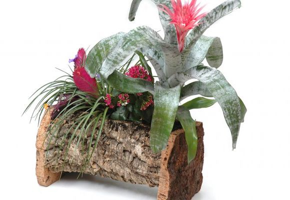 Bromeliad otthoni gondozást, fotók és videók (otthon) Bromeliad otthoni gondozást, fotó és videó