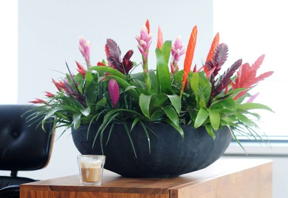 Bromeliad otthoni gondozást, fotók és videó (ellátás) Bromeliad otthoni gondozást, fotó és videó