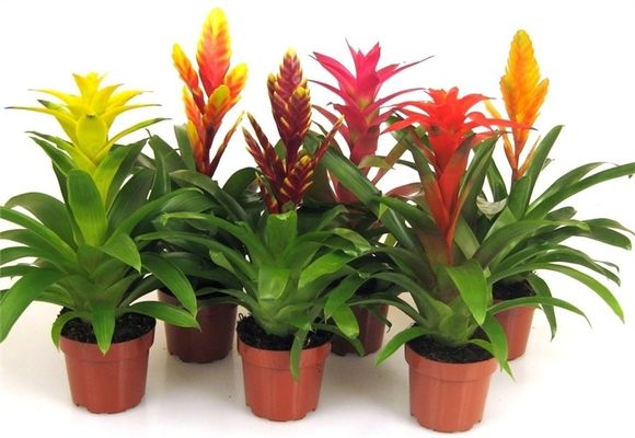 Bromeliad otthoni gondozást, fotók és videók (otthon) Bromeliad otthoni gondozást, fotó és videó