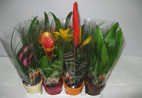 Bromeliad otthoni gondozást, fotók és videók (feltételek) Bromeliad otthoni gondozást, fotó és videó