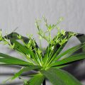 Bromeliad otthoni gondozást, fotók és videók (feltételek) Bromeliad otthoni gondozást, fotó és videó